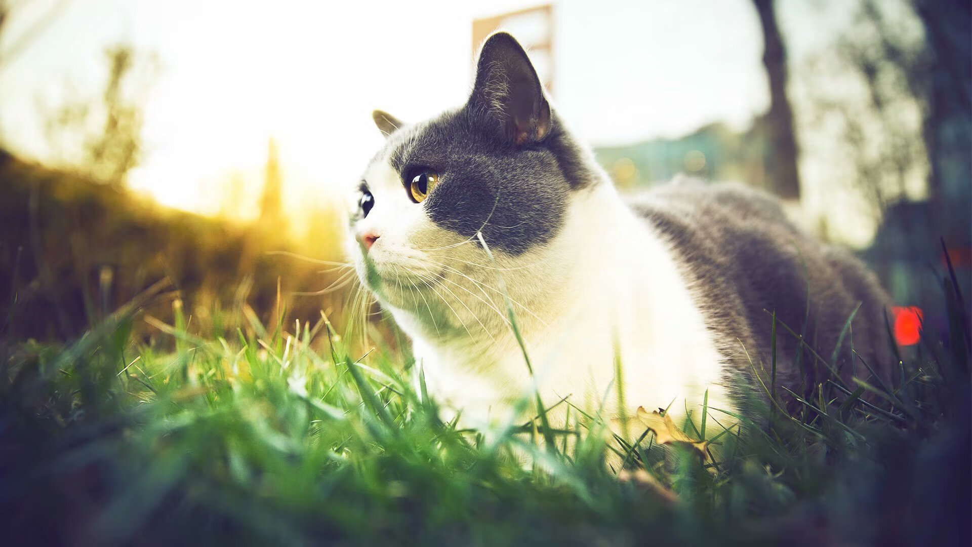 AYX SPORTS-印度乒乓队未来：如何挑战世界强队并脱颖而出，印度乒乓球员