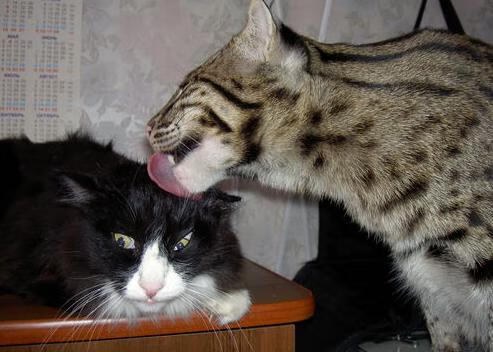 女子100自美澳对决 美国略胜一筹,美国女奥vs澳大利亚女奥