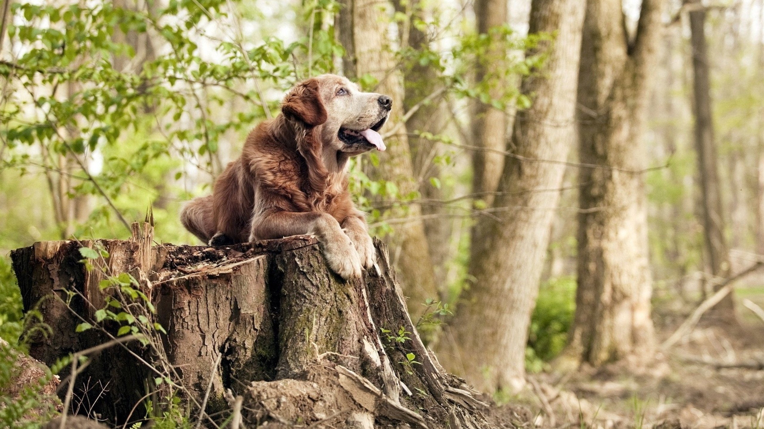 德国新星刷新全国纪录,德国新生代球星
