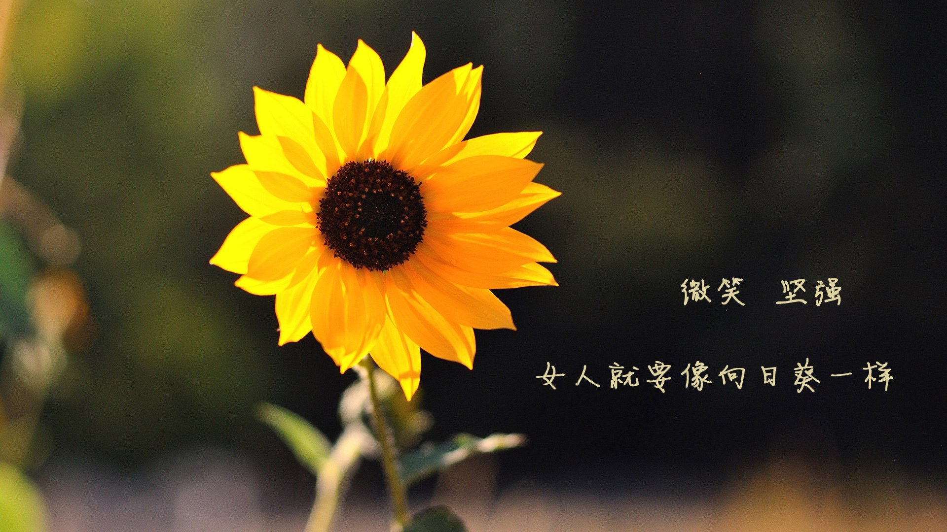 职业球员抗压能力训练体系落后，抗压能力是什么技能