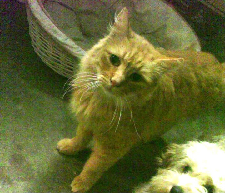 中国足球青训教练员培训项目增设实战课程，中国足球青训人才