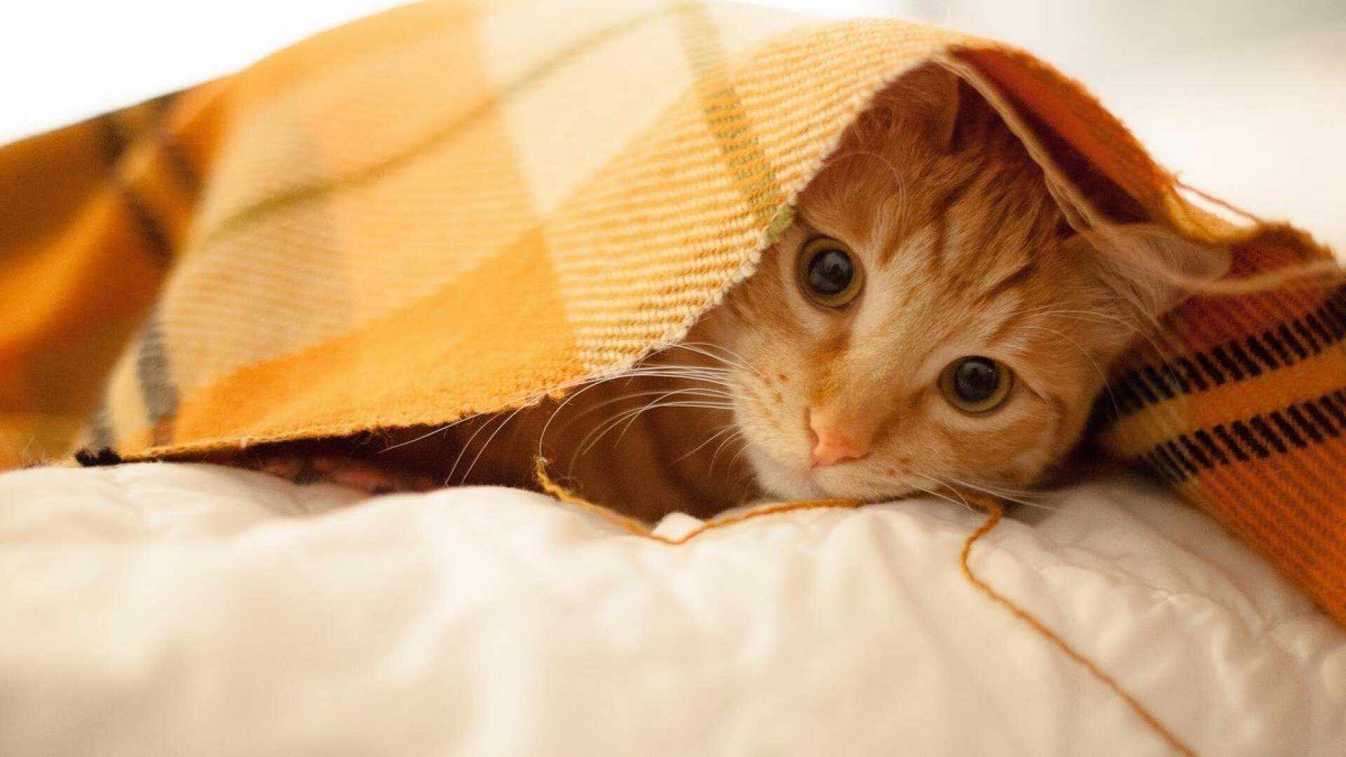 爱游戏体育APP下载-利物浦在欧冠淘汰赛中稳步前行，目标冠军