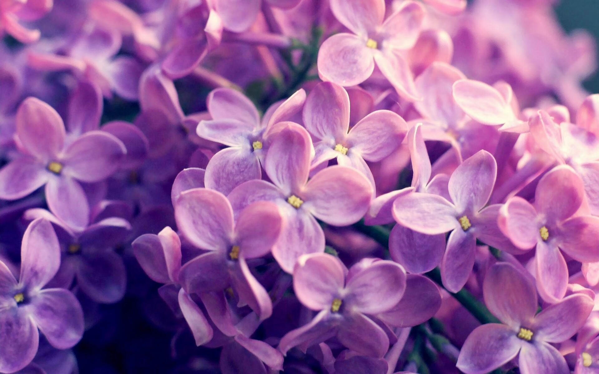 AYX GAMING-安东·李恩：他的防守稳健、传球精准，是全黑队中场的灵魂，安东内利什么水平