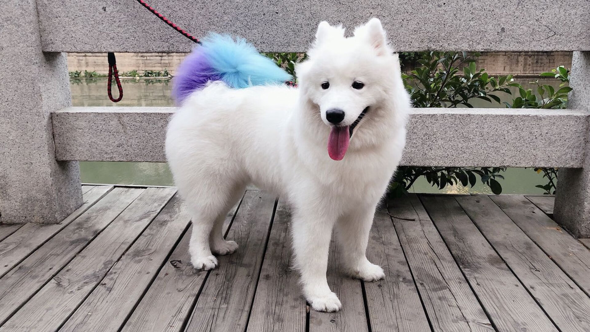 戴维·帕特森的精准判断力，使袋鼠队在紧张时刻轻松脱困，皮特戴维森多大