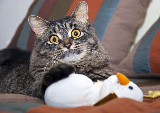 意甲精彩演绎：高速突破，精彩纷呈！，意甲速度榜