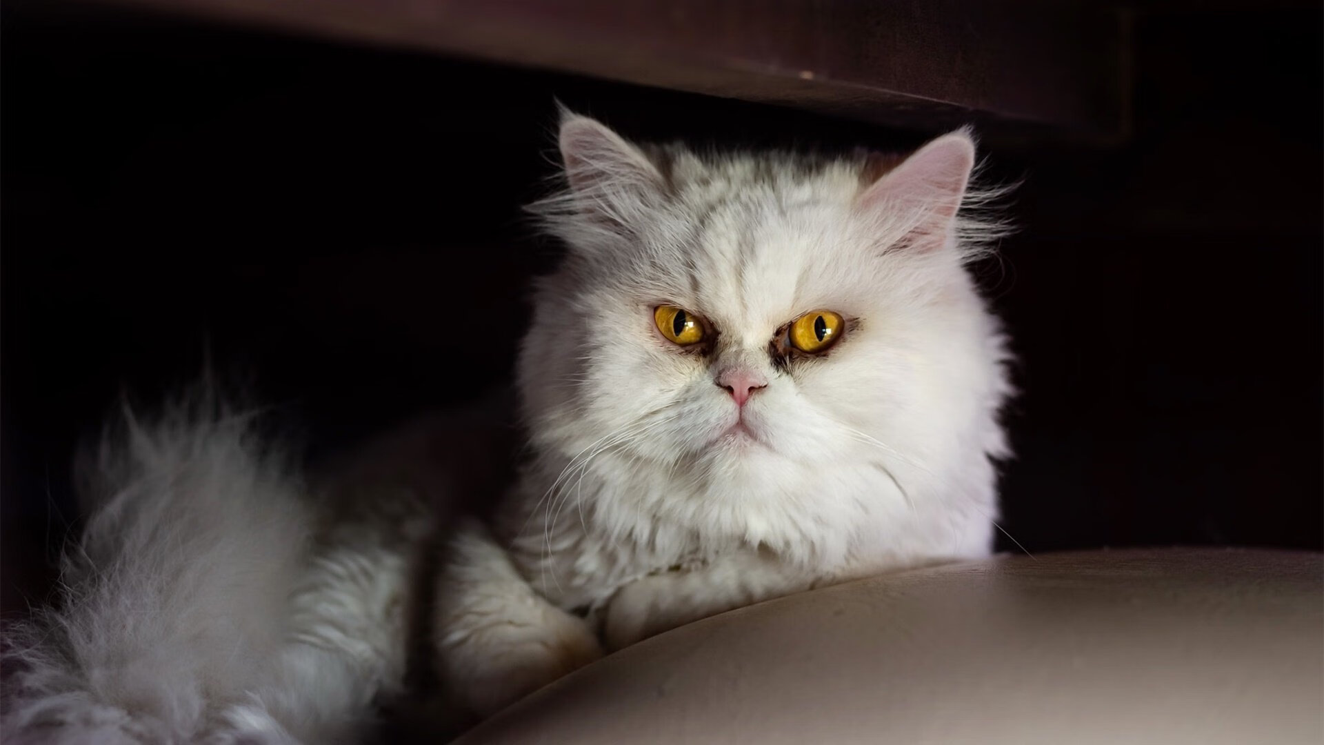 格鲁吉亚女篮在欧洲锦标赛中再夺荣誉，亮丽国际舞台，格鲁吉亚篮球赛