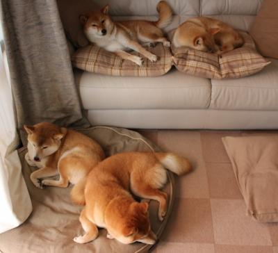 美洲杯明星闪耀：突破难关，精彩纷呈！，美洲杯选手