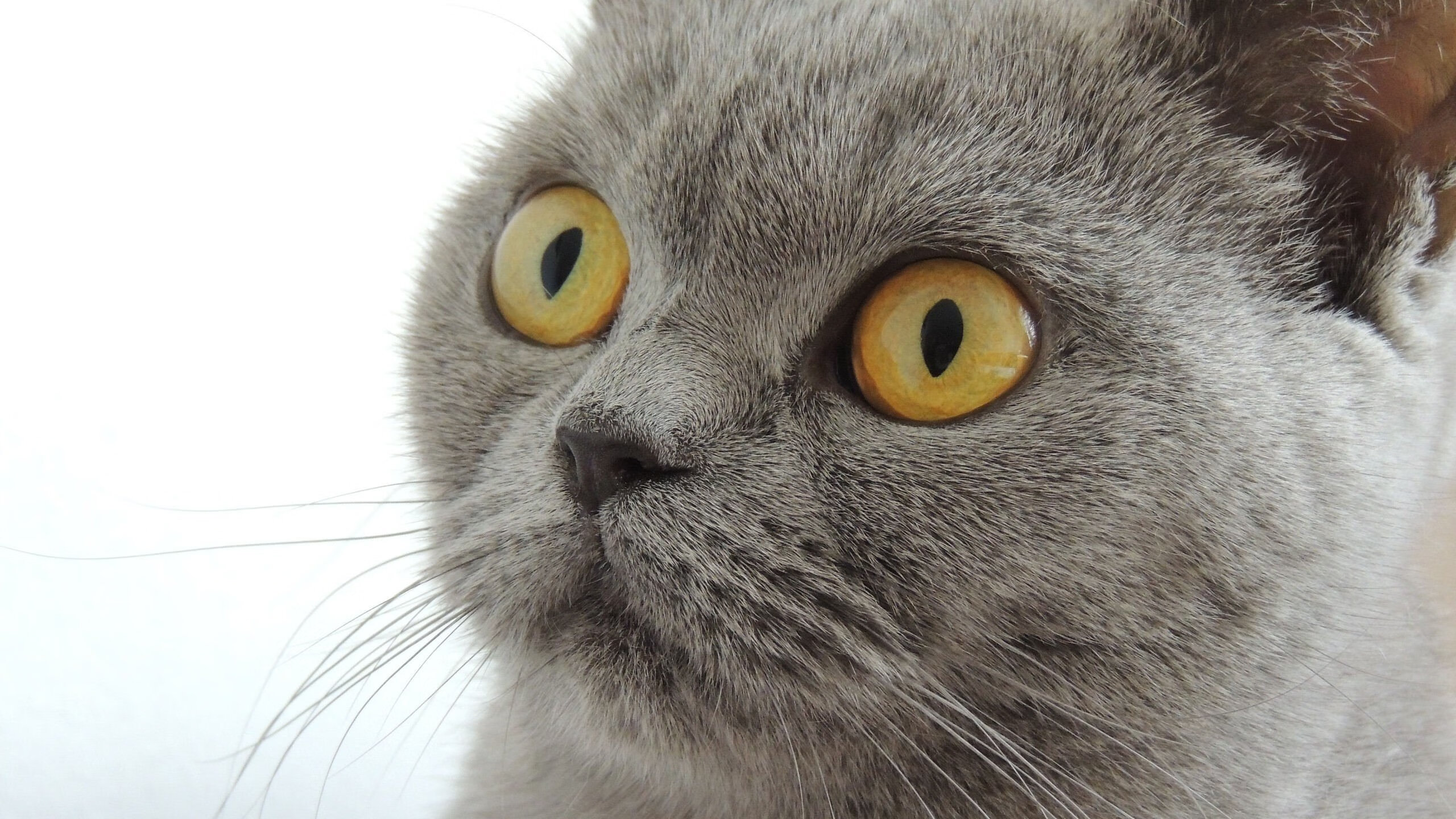 苏格兰橄榄球走向国际化，未来潜力无可限量，苏格兰橄榄球联赛